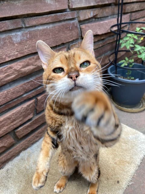 My cat Jojo